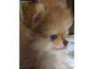 Pomeranian Puppy for sale in Cedar Rapids, IA, USA