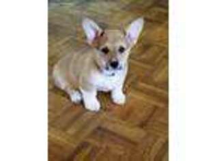 Pembroke Welsh Corgi Puppy for sale in Ashland, WI, USA