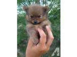 Pomeranian Puppy for sale in SOAP LAKE, WA, USA