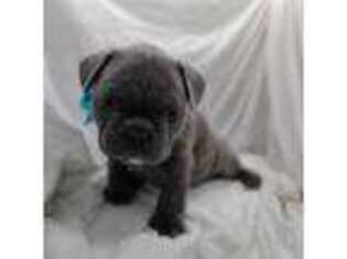 French Bulldog Puppy for sale in Dickeyville, WI, USA