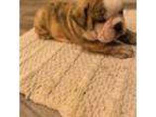 Bulldog Puppy for sale in Hector, AR, USA