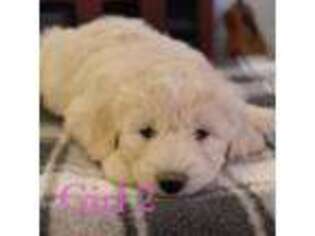 Goldendoodle Puppy for sale in Idaho Falls, ID, USA