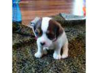 Cavapoo Puppy for sale in Midland, MI, USA