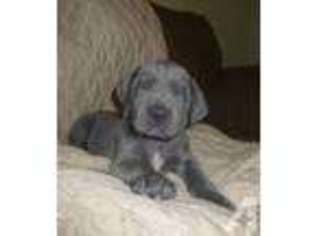 Great Dane Puppy for sale in WARWICK, NY, USA