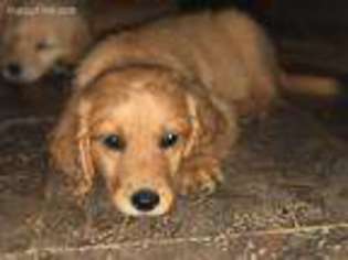 Goldendoodle Puppy for sale in Akron, OH, USA