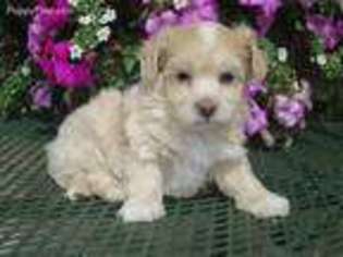 Poovanese Puppy for sale in Nappanee, IN, USA