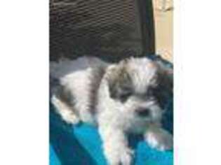 Mal-Shi Puppy for sale in Hemet, CA, USA