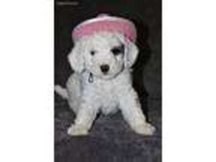 Goldendoodle Puppy for sale in Orange, TX, USA