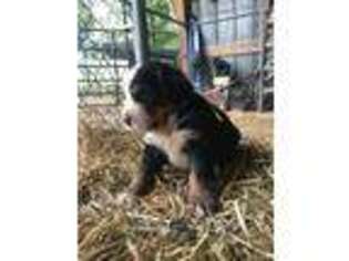 Bernese Mountain Dog Puppy for sale in Monterey, TN, USA