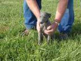 Greyhound Puppy for sale in Olpe, KS, USA