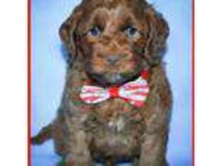 Australian Labradoodle Puppy for sale in Ferndale, WA, USA