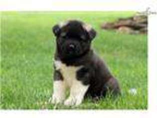 Akita Puppy for sale in Lancaster, PA, USA