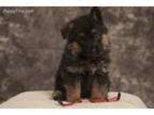 German Shepherd Dog Puppy for sale in Westville, IN, USA