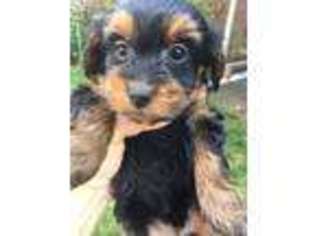 Yorkshire Terrier Puppy for sale in Pittsburgh, PA, USA