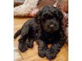 Labradoodle Puppy for sale in Stanwood, WA, USA