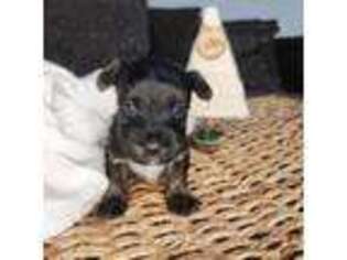 Yorkshire Terrier Puppy for sale in Lambertville, MI, USA