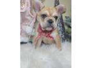 French Bulldog Puppy for sale in Peculiar, MO, USA