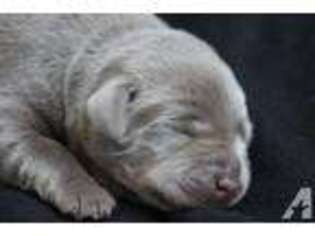 Labrador Retriever Puppy for sale in POYNETTE, WI, USA