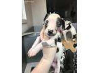 Great Dane Puppy for sale in Tacoma, WA, USA