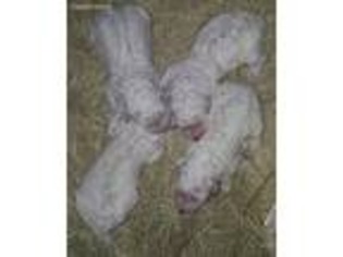 Komondor Puppy for sale in Snook, TX, USA