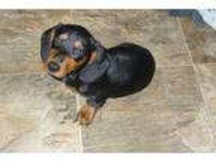 Dachshund Puppy for sale in Cato, NY, USA