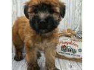 Soft Coated Wheaten Terrier Puppy for sale in Montoursville, PA, USA