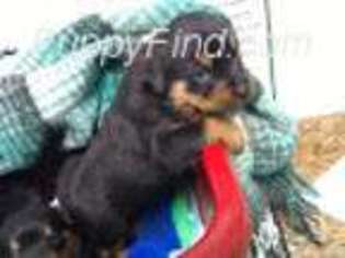 Rottweiler Puppy for sale in Johnstown, CO, USA