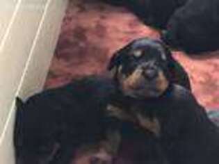 Rottweiler Puppy for sale in Somerset, NJ, USA