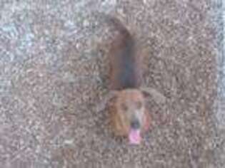 Dachshund Puppy for sale in Success, MO, USA