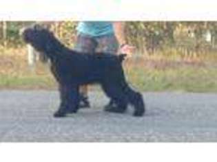 Black Russian Terrier Puppy for sale in Dunnellon, FL, USA