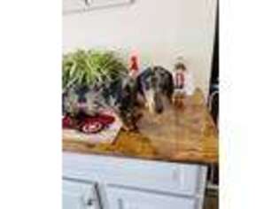 Dachshund Puppy for sale in Sale City, GA, USA