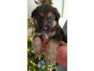 German Shepherd Dog Puppy for sale in Mount Sterling, KY, USA