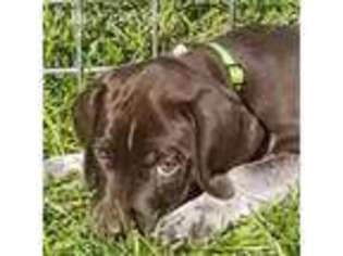German Shorthaired Pointer Puppy for sale in White Lake, MI, USA