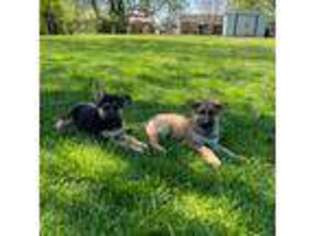 German Shepherd Dog Puppy for sale in Lowell, MA, USA