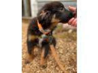 Anatolian Shepherd Puppy for sale in Coupeville, WA, USA