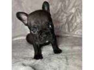 French Bulldog Puppy for sale in Brentwood, CA, USA