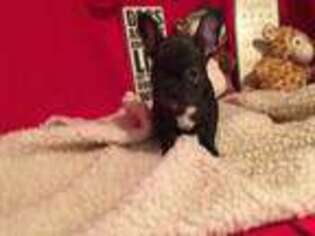 French Bulldog Puppy for sale in Amity, MO, USA