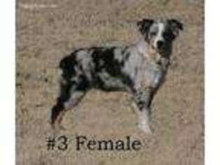 Australian Shepherd Puppy for sale in Ralls, TX, USA
