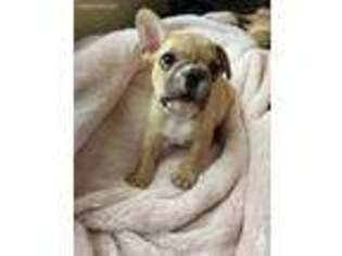 French Bulldog Puppy for sale in Oak Ridge, TN, USA