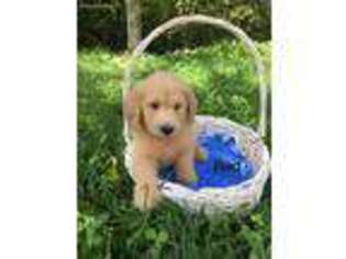 Goldendoodle Puppy for sale in Woodbury, TN, USA