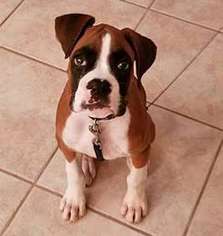 Boxer Puppy for sale in Sun City, AZ, USA