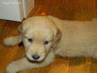 Golden Retriever Puppy for sale in Portersville, PA, USA