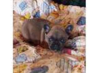 French Bulldog Puppy for sale in LOCKHART, TX, USA