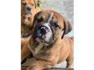 Olde English Bulldogge Puppy for sale in Flat Rock, MI, USA