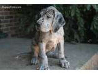 Great Dane Puppy for sale in Gainesville, VA, USA