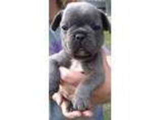 French Bulldog Puppy for sale in Blackville, SC, USA