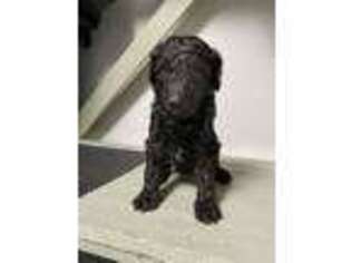 Goldendoodle Puppy for sale in Lutz, FL, USA