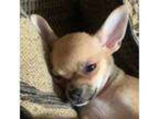 Chihuahua Puppy for sale in Providence, RI, USA