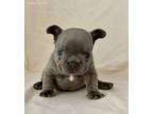 French Bulldog Puppy for sale in Waco, TX, USA