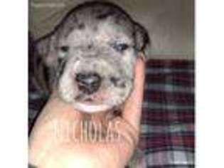 Great Dane Puppy for sale in Horseheads, NY, USA